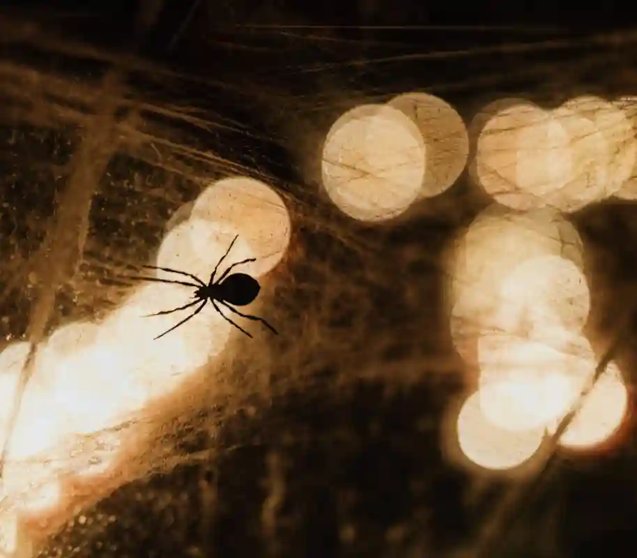 Featured Post Image - A Spider’s Web